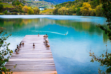 Ducks walking along the wooden path/jetty in a blue lake and autumn landscape