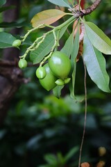 Green Sea Mango Fruits on Common Cerberus Tree Branch