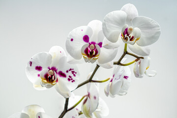 White orchid with purple centre, isolated against a light background