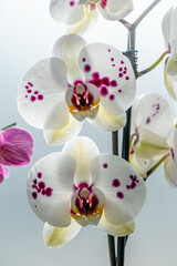 White orchid with purple centre, isolated against a light background