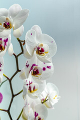 White orchid with purple centre, isolated against a light background