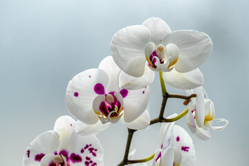 White orchid with purple centre, isolated against a light background