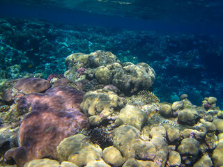 Interesting inhabitants of the coral reef in the Red Sea