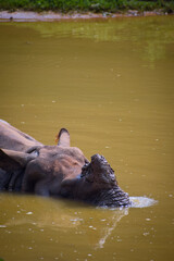 rhino in the water