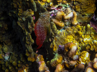 Interesting inhabitants of the coral reef in the Red Sea