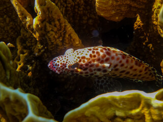 Interesting inhabitants of the coral reef in the Red Sea