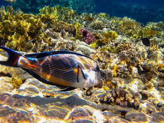 Interesting inhabitants of the coral reef in the Red Sea