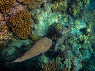 Interesting inhabitants of the coral reef in the Red Sea