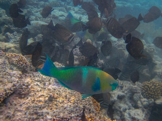 Interesting inhabitants of the coral reef in the Red Sea