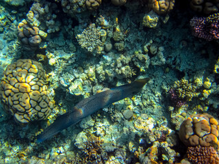 Interesting inhabitants of the coral reef in the Red Sea
