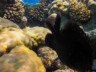 Interesting inhabitants of the coral reef in the Red Sea