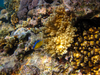 Interesting inhabitants of the coral reef in the Red Sea