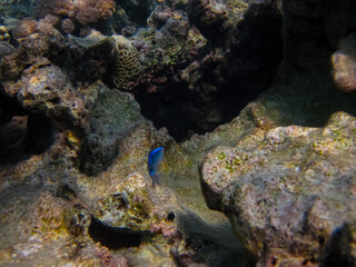 Naklejka na ściany i meble Interesting inhabitants of the coral reef in the Red Sea