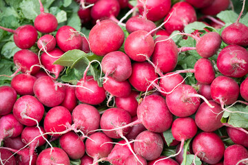 Closed up fresh radish plant pile after harvesting from the farm, for healthy food ingredient or agricultural product concept