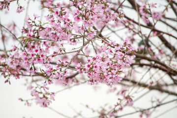 Closed up blooming pink sweet wild himalayan cherry flower bunch over blur brown branch background