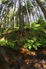 Czech republic mountain summer forest