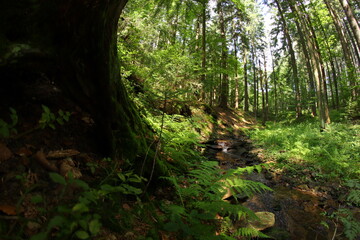 Czech republic mountain summer forest