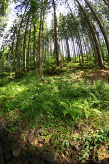 Czech republic mountain summer forest