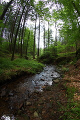Obraz premium Czech republic mountain summer forest