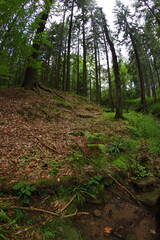 Czech republic mountain summer forest