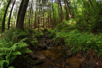 Czech republic mountain summer forest
