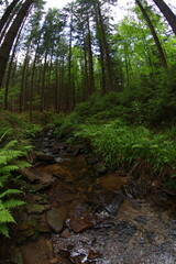 Fototapeta premium Mountains spruce forest in Czech republic