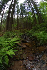 Mountains spruce forest in Czech  republic