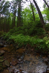 Mountains spruce forest in Czech  republic