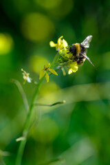Una abeja polinizando una flor