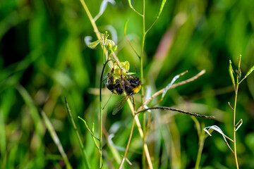 Una abeja polinizando una flor