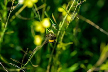 Una abeja polinizando una flor