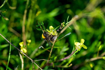 Una abeja polinizando una flor