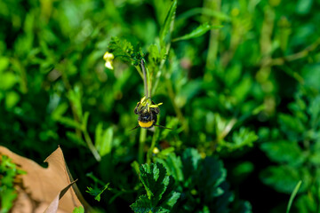 Una abeja polinizando una flor