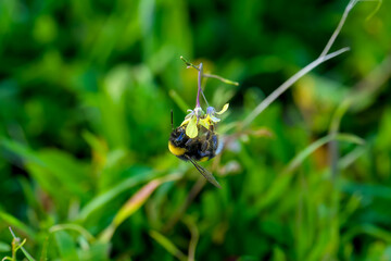 Una abeja polinizando una flor