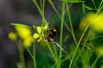 Una abeja polinizando una flor - obrazy, fototapety, plakaty