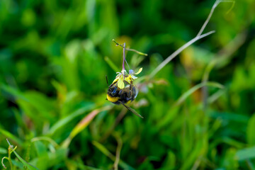 Una abeja polinizando una flor