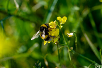 Una abeja polinizando una flor