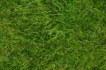 lawn grass. background of green grass. close-up
