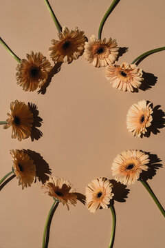 Round frame made of peachy gerbera flowers on tan beige background. Minimal stylish still life floral composition with blank copy space