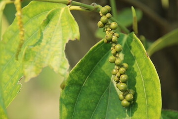 Green peppercorns growing at farm in Kep area (Kampot, Cambodia)