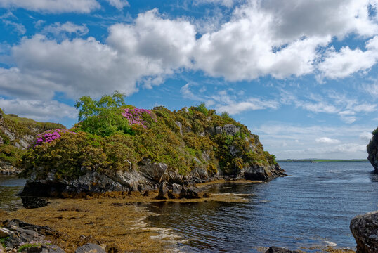 The small Island of Eilean Grioda just off the Coastline in Stornoway, with its flowering Rhodedendron Trees set on its craggy surface,