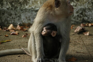 Fototapeta premium Baby macaque hugging its mother (Cambodia)