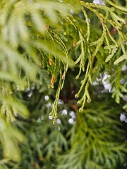 close up of branches