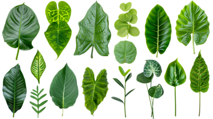 Natural of Beautiful Tropical green leaves of leaf isolated on transparent background.