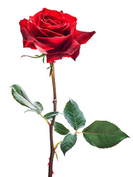 Rose with Stem Red isolated on transparent background