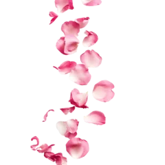Fototapeten Pink rose flower petals falling. Isolated on transparent background © SRITE KHATUN