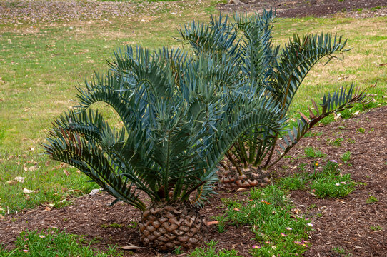 Sydney Australia, encephalartos trispinosus or bushmans's river cycad  is native to the Eastern Cape Province of South Africa.