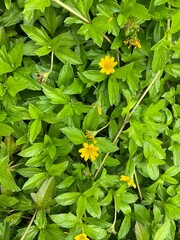 Sphagneticola trilobata, commonly known as the Bay Biscayne creeping-oxeye, Singapore daisy,...