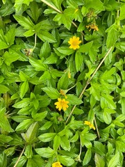 Sphagneticola trilobata, commonly known as the Bay Biscayne creeping-oxeye, Singapore daisy,...