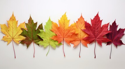 Image of colorful leaves, on a bright gray background.